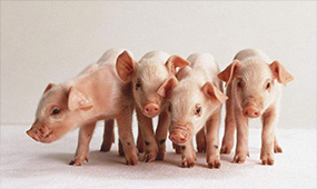 泸州养猪设备讲解食盐在养猪中的妙用