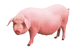 内江养猪设备教你母种猪临产的辨别技术