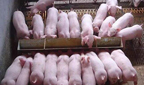 巴中雅力养殖自动料槽浅析我国自动化养猪设备产业的现状