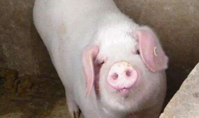 泸州养猪设备为您讲解冬季养猪要领