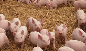 乐山养猪设备告诉您如何降低养猪成本