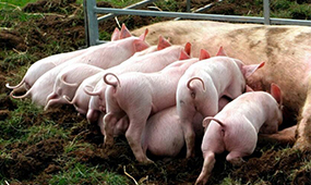 成都养猪设备告诉您如何有效减少母猪压死小猪！