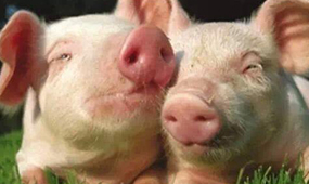 巴中风机水帘浅析养猪业的发展趋势