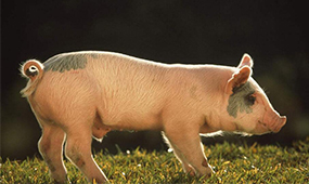 泸州自动料槽讲解面对非洲猪瘟该如何应对?