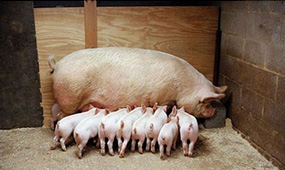 泸州风机水帘为您讲解如何有效防治猪传染病？