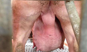 自贡风机水帘告诉大家如何解决夏季母猪乳房水肿